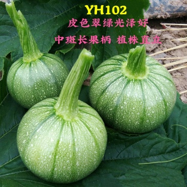 YH102圆形无蔓嫩食南瓜种子皮色翠绿光泽度好座果性强