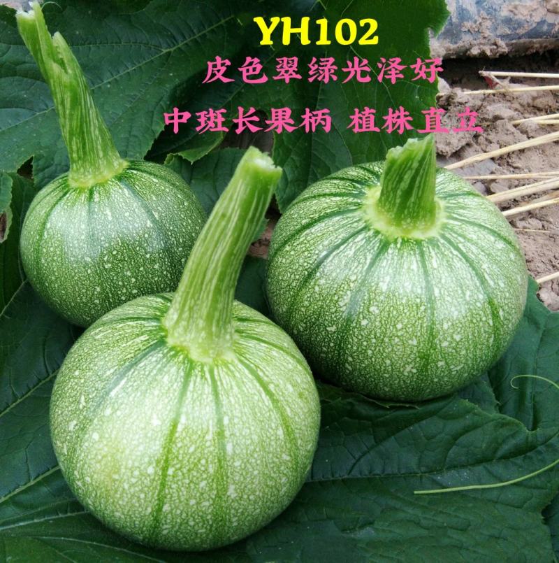 YH102圆形无蔓嫩食南瓜种子皮色翠绿光泽度好座果性强