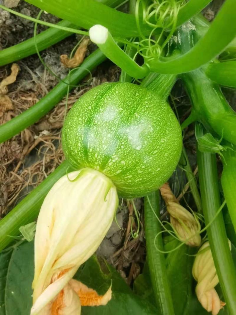YH102圆形无蔓嫩食南瓜种子皮色翠绿光泽度好座果性强