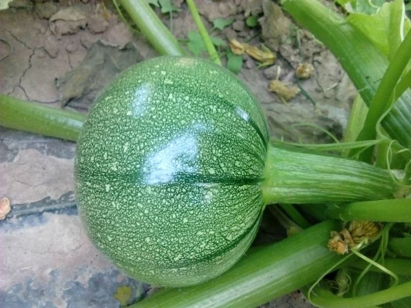YH102圆形无蔓嫩食南瓜种子皮色翠绿光泽度好座果性强