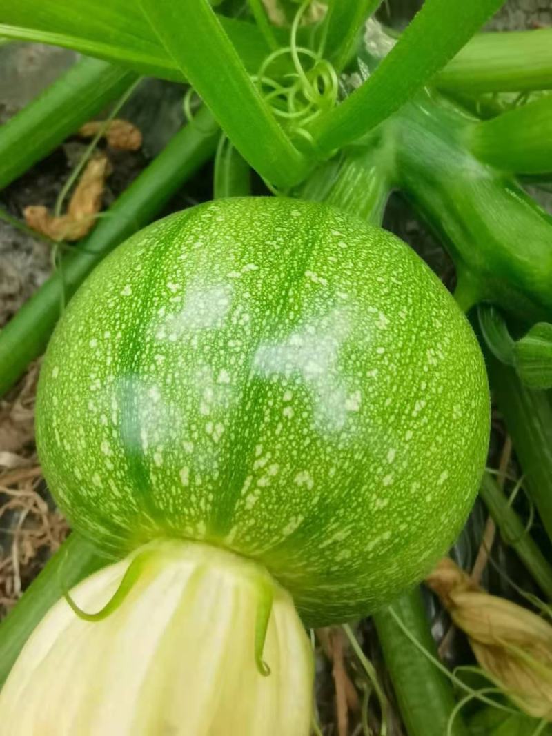 YH102圆形无蔓嫩食南瓜种子皮色翠绿光泽度好座果性强
