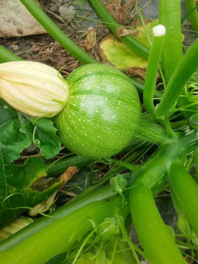 YH102圆形无蔓嫩食南瓜种子皮色翠绿光泽度好座果性强