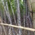 韶关黑皮甘庶大量上市，质优价廉，基地直供一手货源