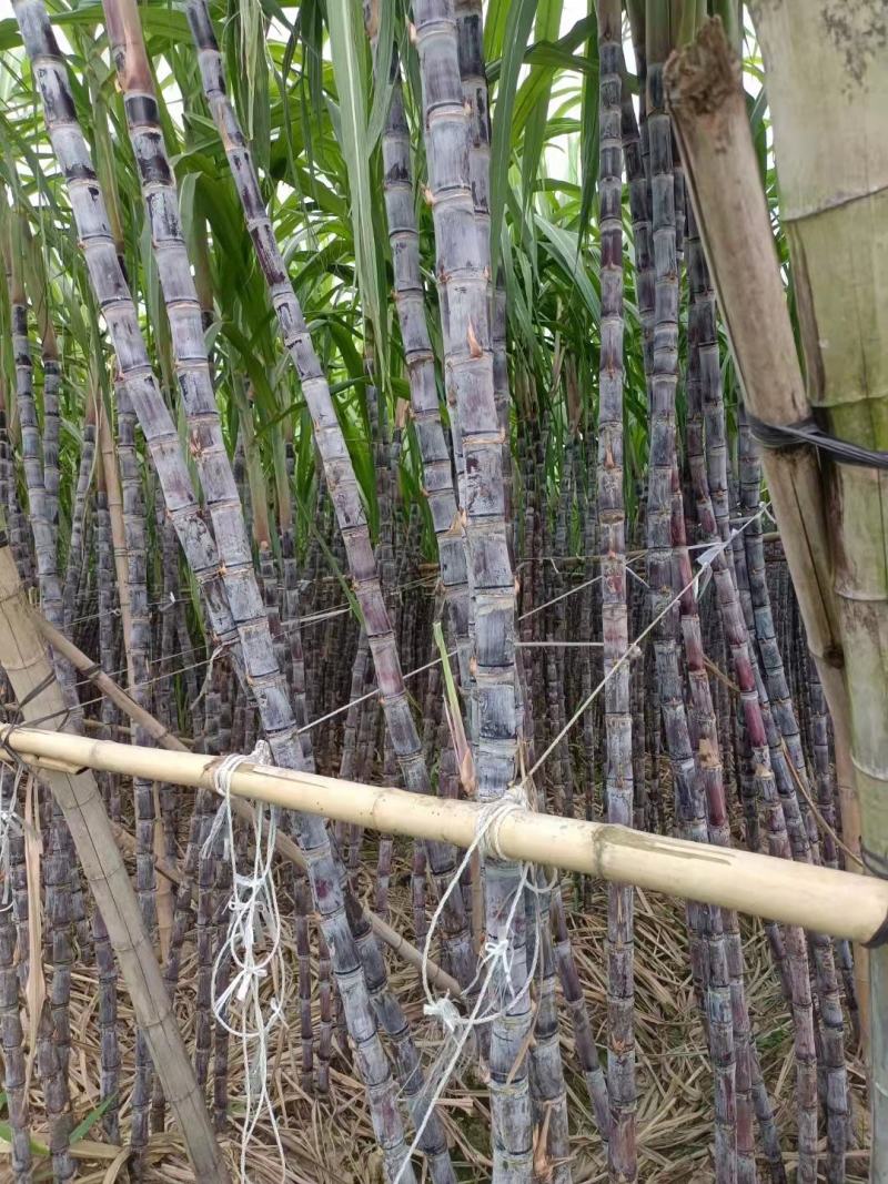 韶关黑皮甘庶大量上市，质优价廉，基地直供一手货源