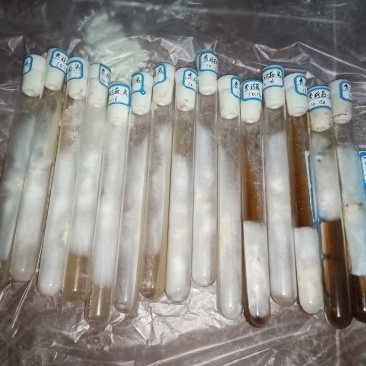 蘑菇试管菌种