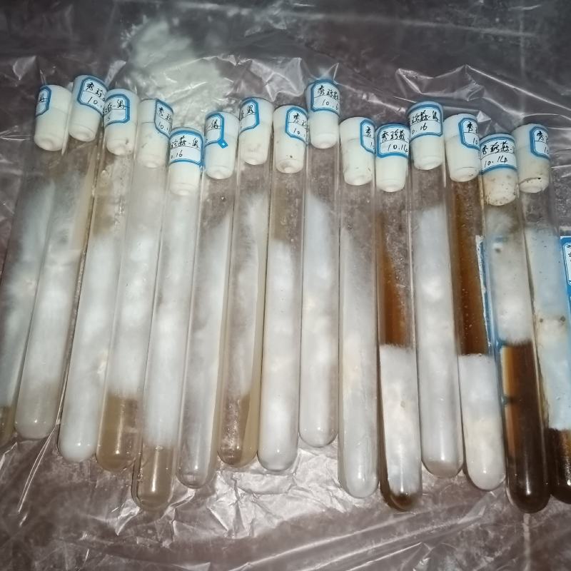 蘑菇试管菌种
