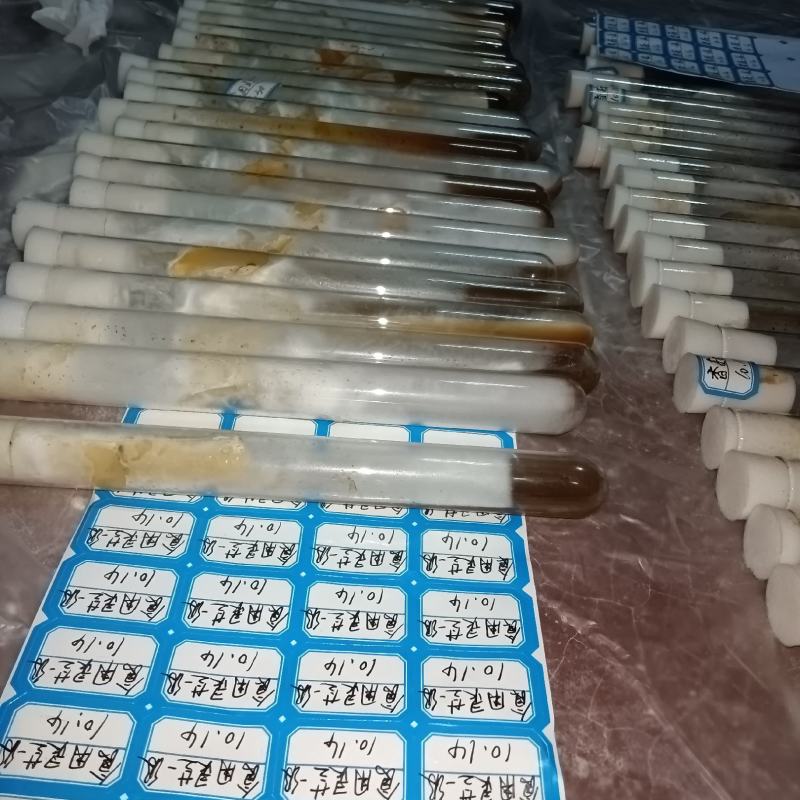蘑菇试管菌种