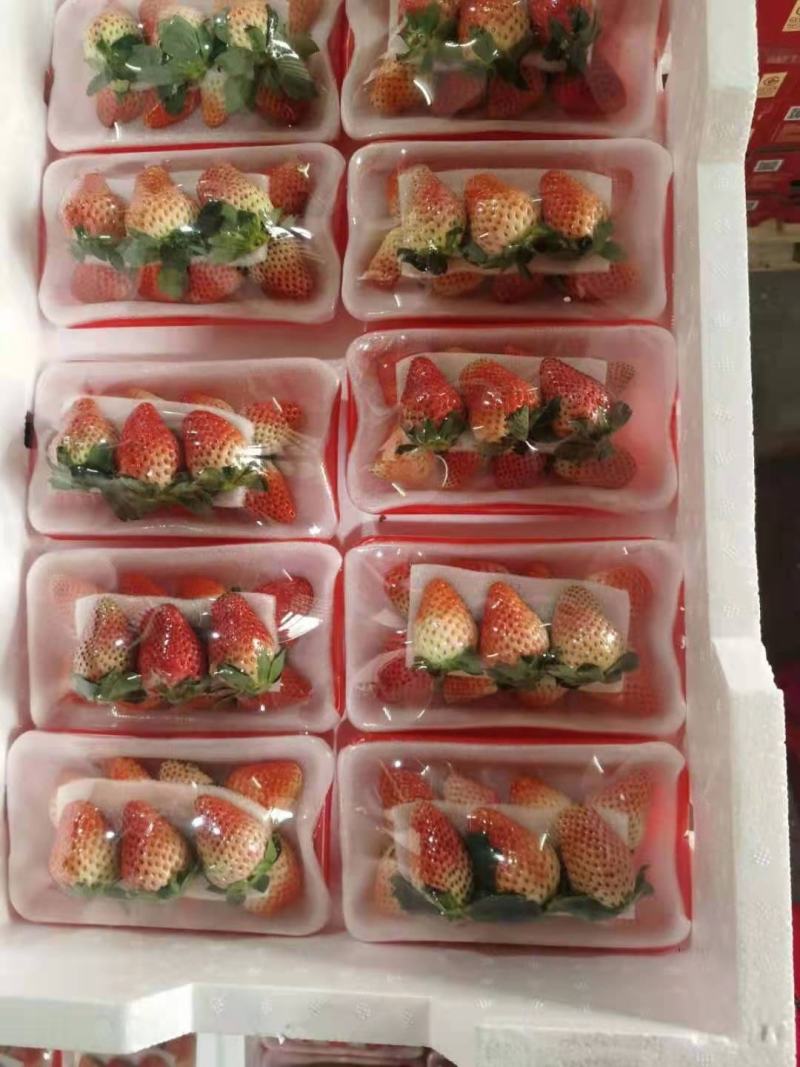 安徽合肥大量供应长丰红颜草莓，专业代办货量充足