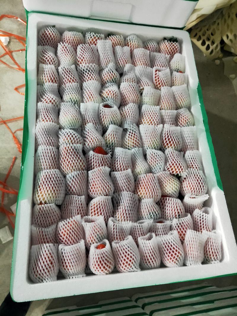 安徽合肥大量供应长丰红颜草莓，专业代办货量充足