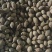 胖大海药食两用泡水喝圆果大粒一斤起包邮