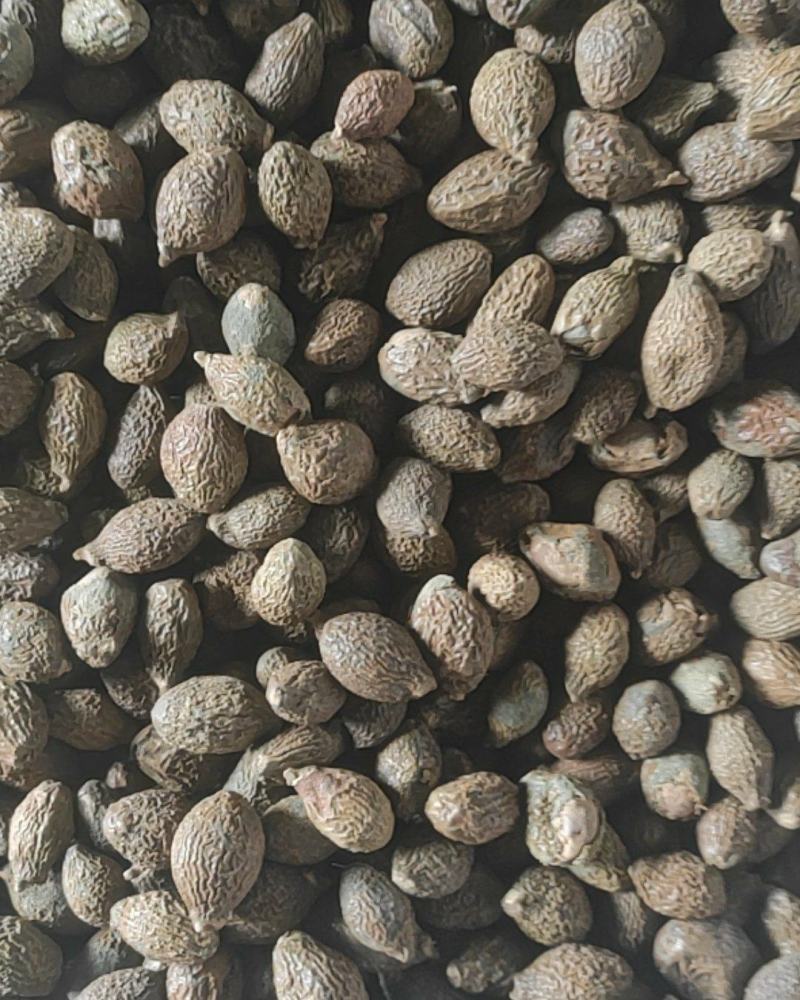 胖大海药食两用泡水喝圆果大粒一斤起包邮