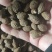 胖大海药食两用泡水喝圆果大粒一斤起包邮