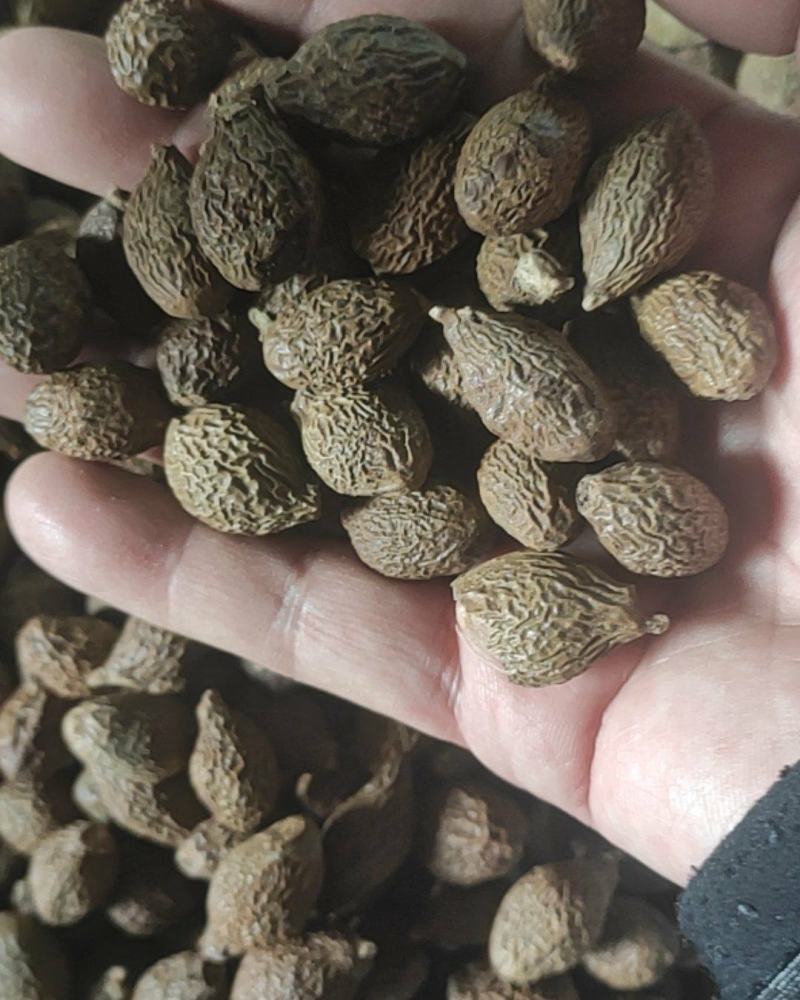 胖大海药食两用泡水喝圆果大粒一斤起包邮