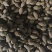 胖大海药食两用泡水喝圆果大粒一斤起包邮
