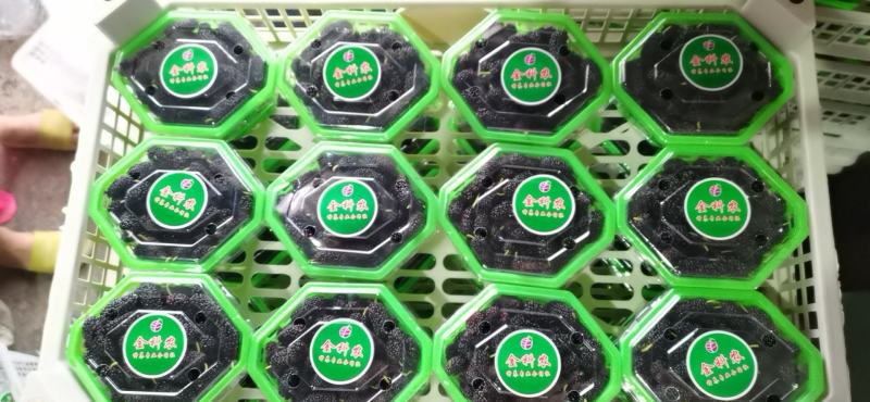 桑葚！新鲜桑葚！广东桑，无籽大十苗，