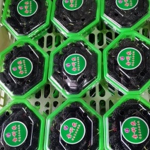 桑葚！新鲜桑葚！广东桑，无籽大十苗，