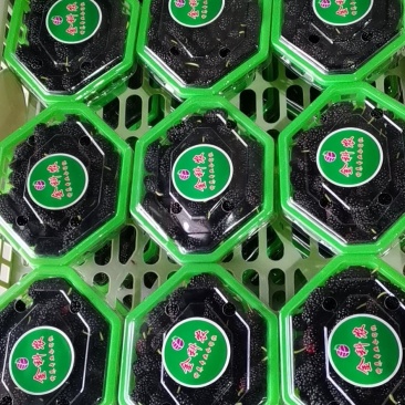 桑葚！新鲜桑葚！广东桑，无籽大十苗，