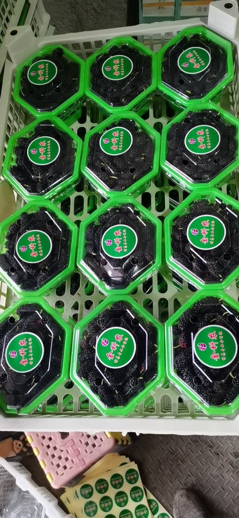 桑葚！新鲜桑葚！广东桑，无籽大十苗，