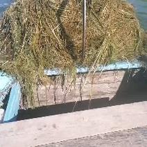 水生植物金鱼藻，线子藻，麦黄草出出售并种植