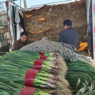 山东泰安蒜苗