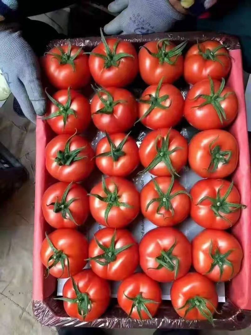 精品西红柿热销中
