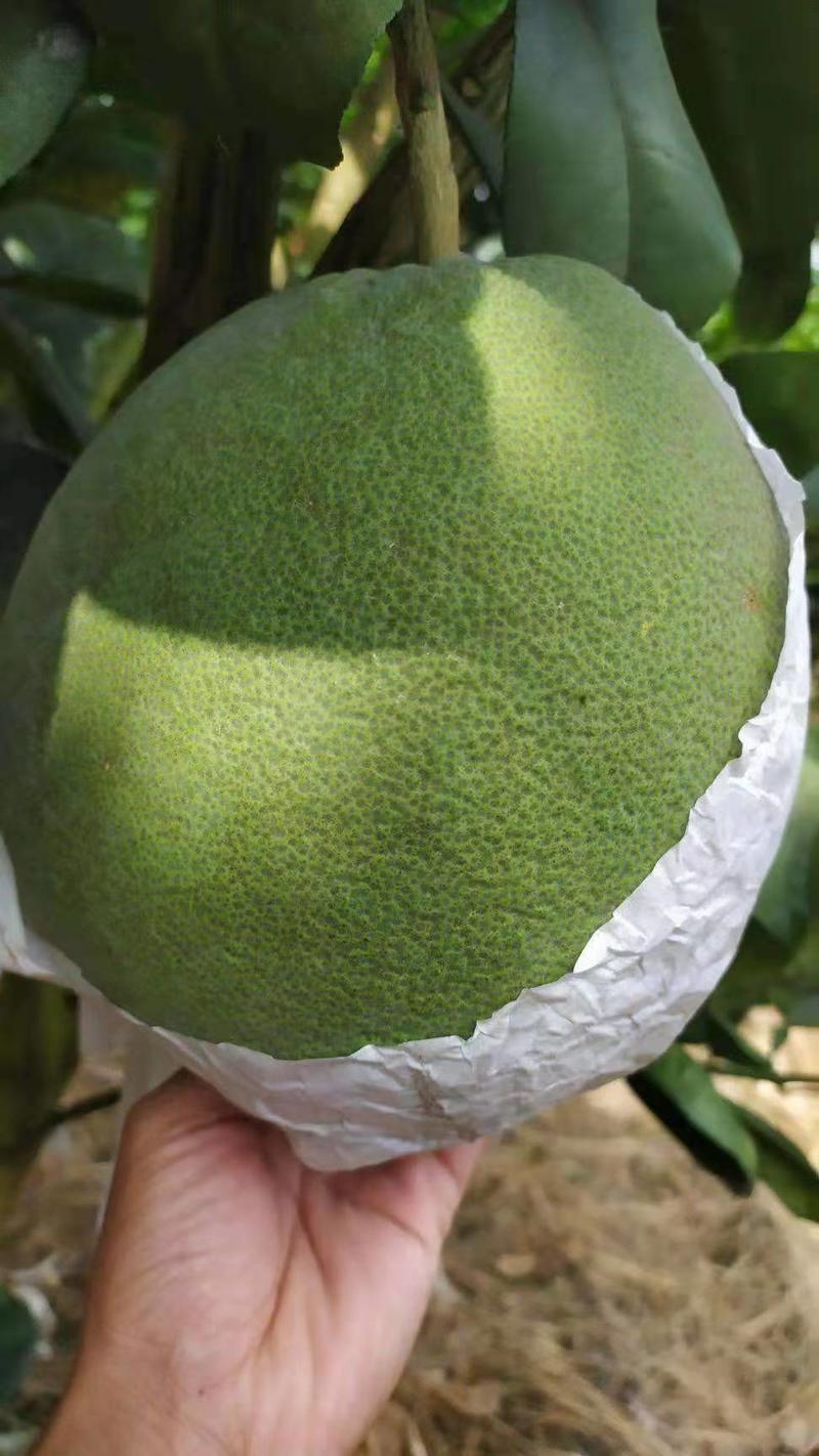 越南青柚苗越南翡翠青柚苗品种保证苗圃基地发货