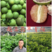 越南青柚苗越南翡翠青柚苗品种保证苗圃基地发货