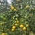 皇帝柑