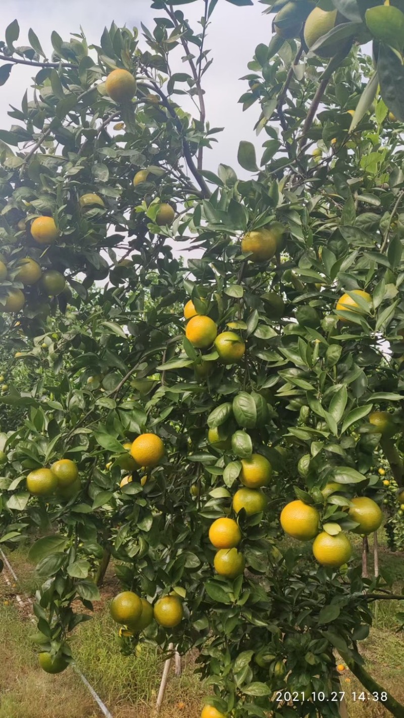皇帝柑