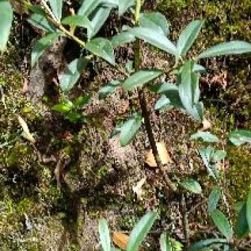 云南透骨香、滇白株、满山香、缬草，叶片可入药可做香料