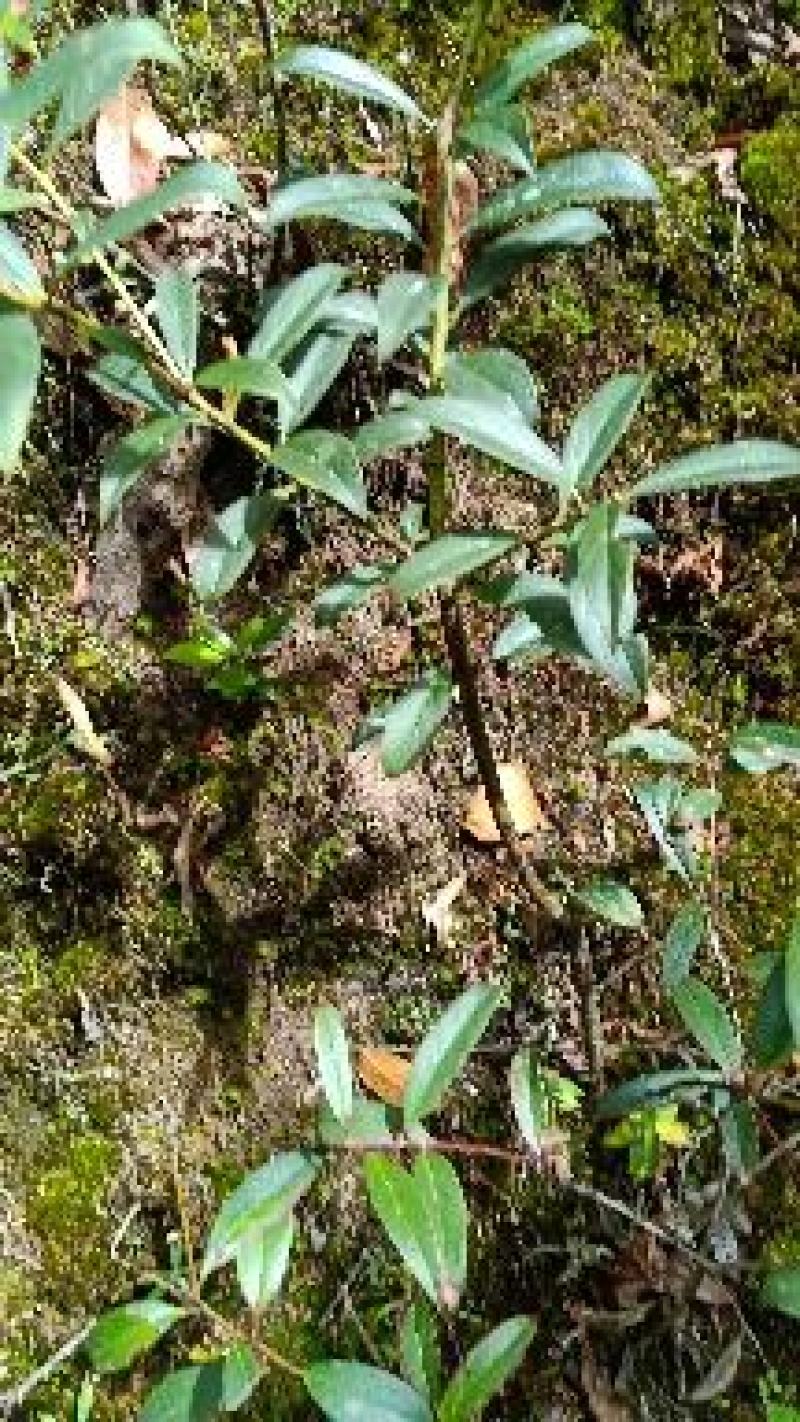 云南透骨香、滇白株、满山香、缬草，叶片可入药可做香料