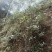 云南透骨香、滇白株、满山香、缬草，叶片可入药可做香料