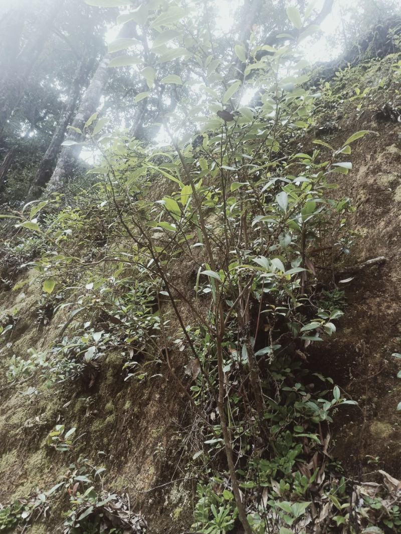 云南透骨香、滇白株、满山香、缬草，叶片可入药可做香料