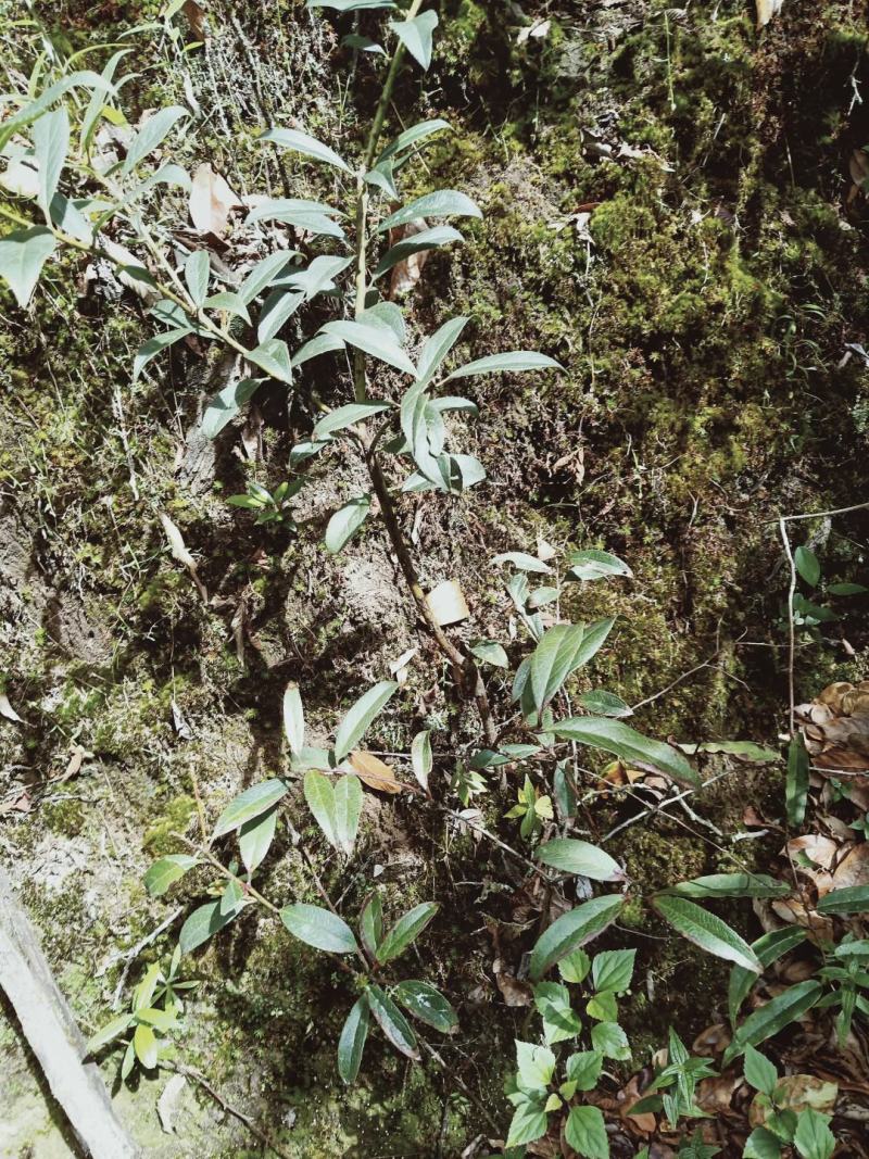 云南透骨香、滇白株、满山香、缬草，叶片可入药可做香料