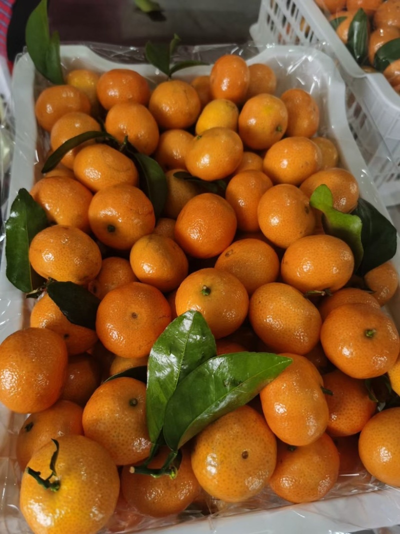 金秋沙糖桔