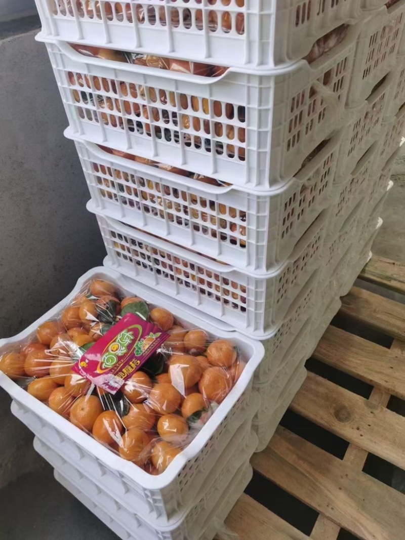 金秋沙糖桔