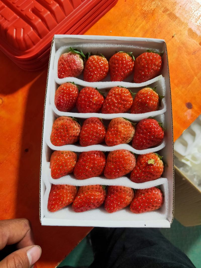 长丰红颜草莓专业草莓代办承接全国各地老板收购