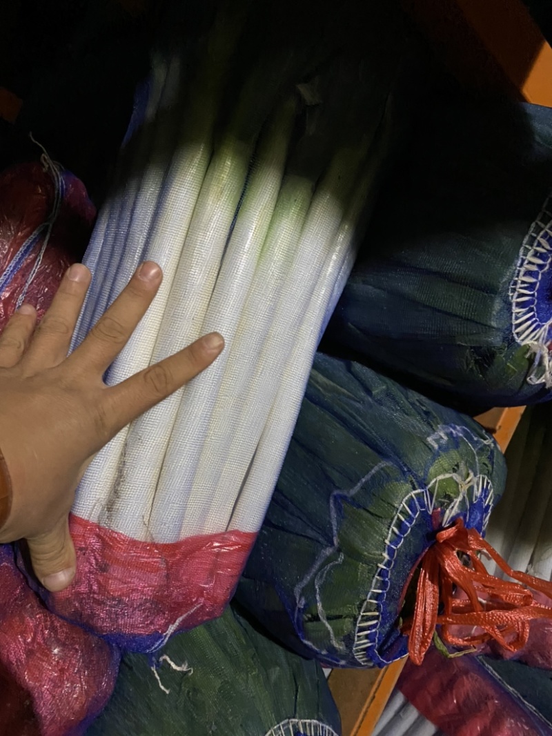 铁杆大葱，精品粗高货，无夹心，细葱已挑，欢迎选购。