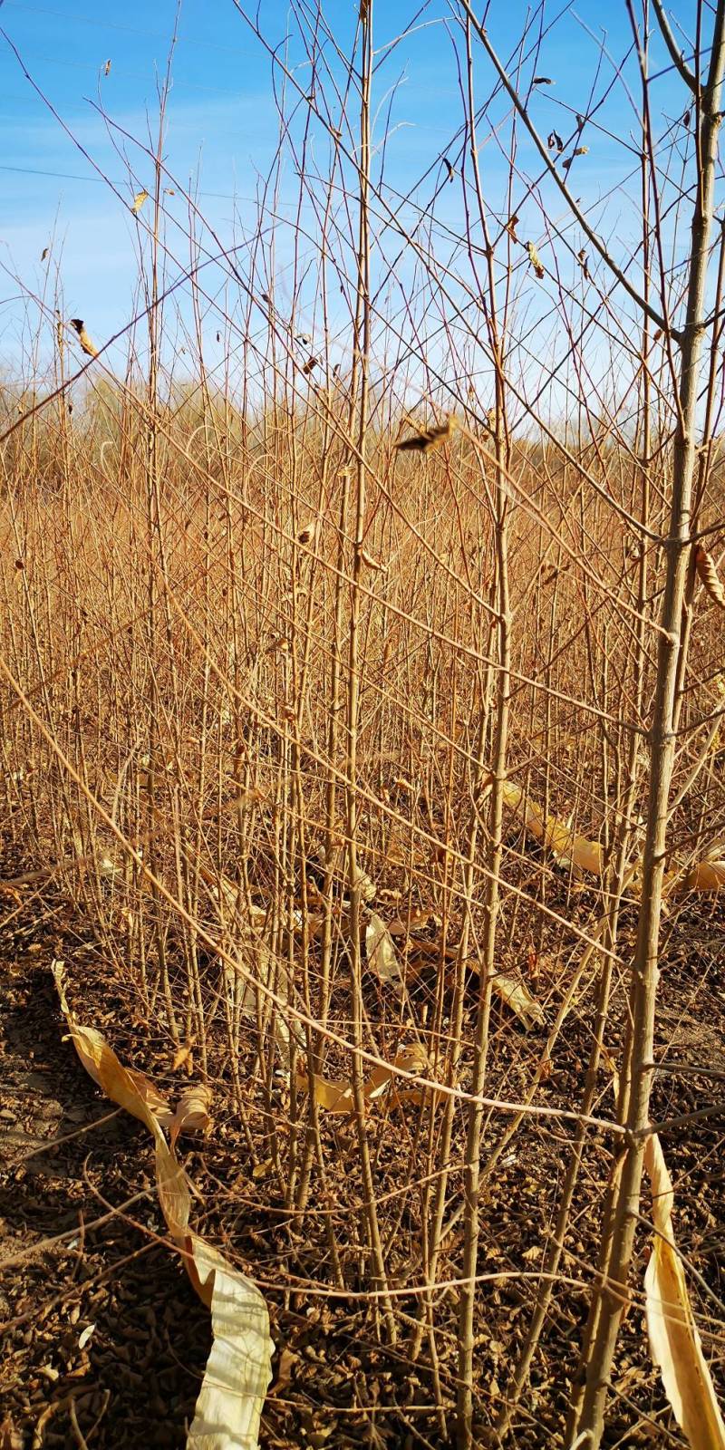 白榆苗一年生白榆苗1-8公分一手货源基地直发可视频看货