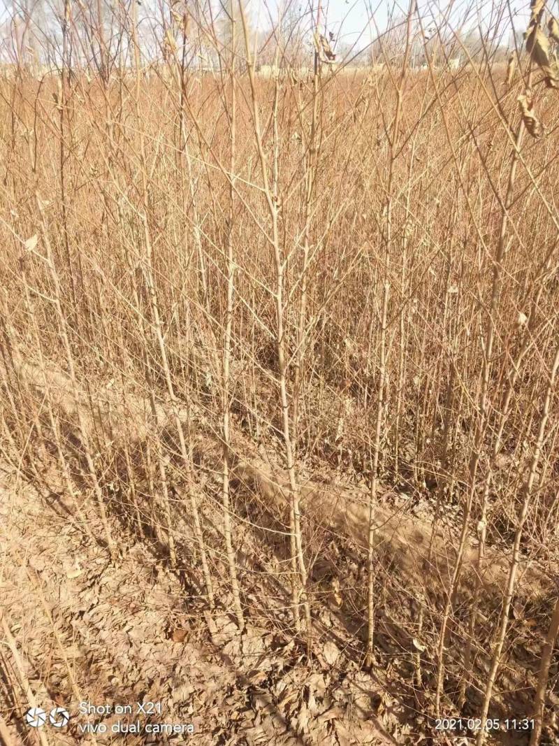 白榆苗一年生白榆苗1-8公分一手货源基地直发可视频看货
