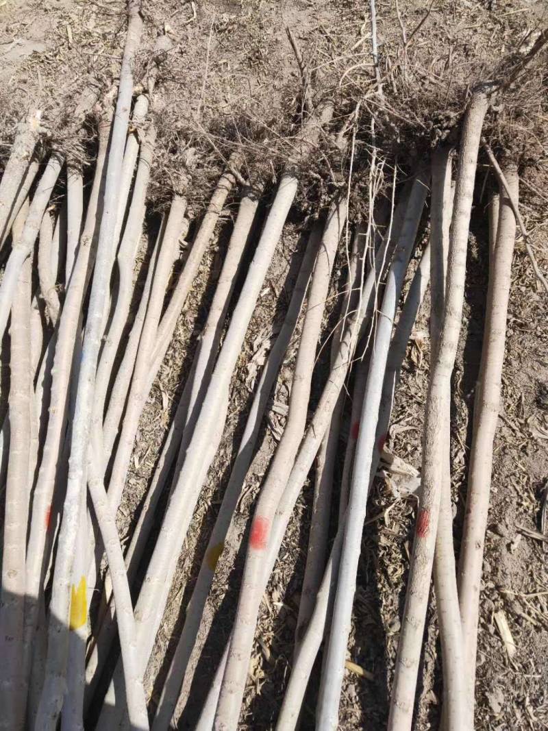 白榆苗一年生白榆苗1-8公分一手货源基地直发可视频看货