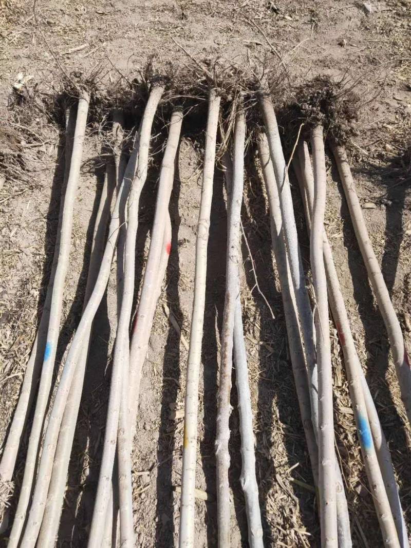 白榆苗一年生白榆苗1-8公分一手货源基地直发可视频看货