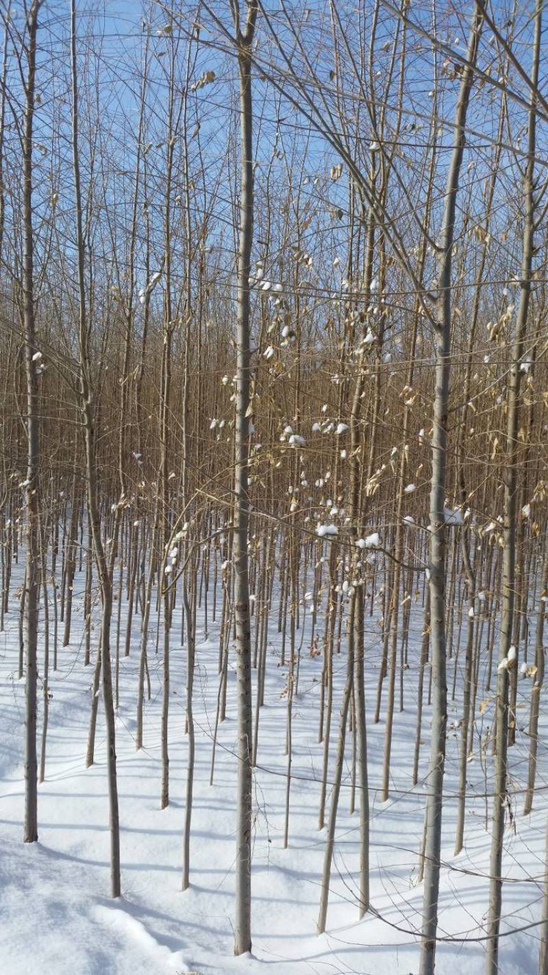 白榆苗一年生白榆苗1-8公分一手货源基地直发可视频看货