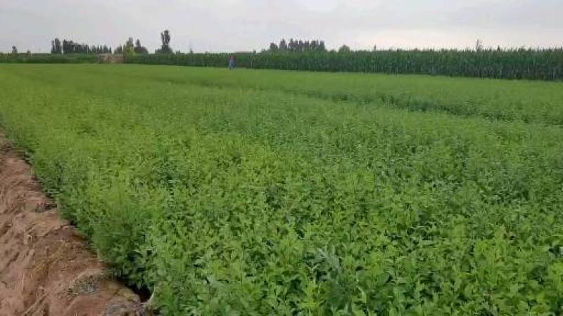 白榆苗一年生白榆苗1-8公分一手货源基地直发可视频看货