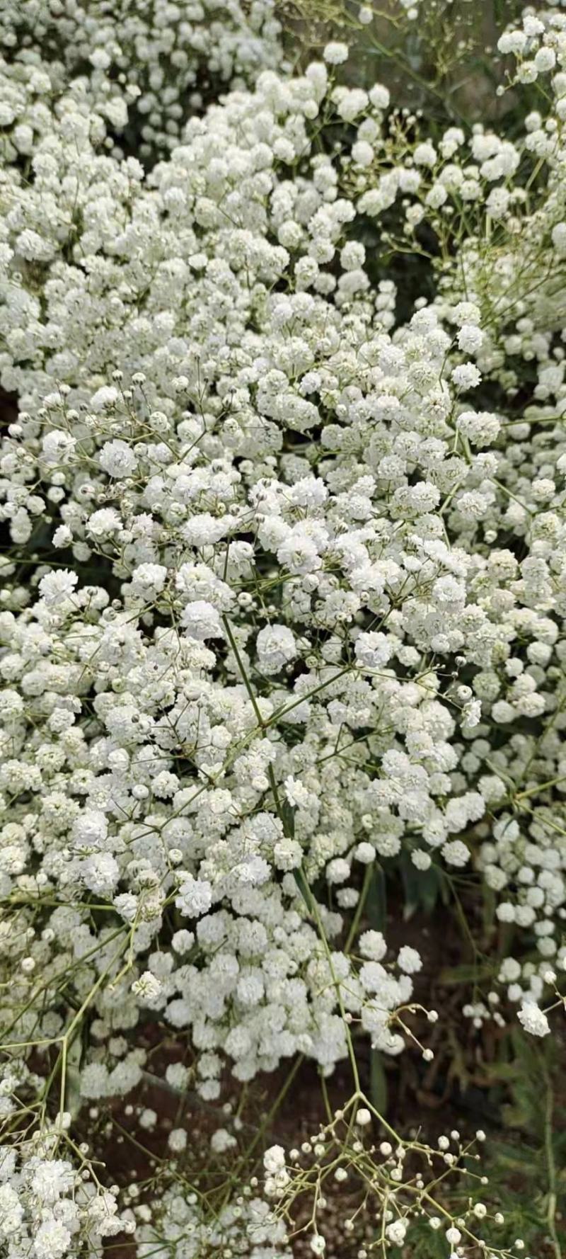 云南满天星永生花干花花束批发基地直发真花客厅摆设
