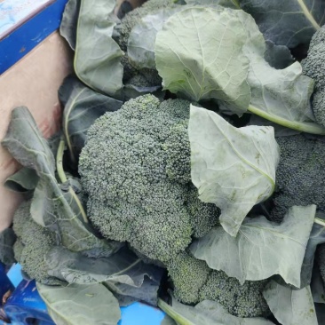 耐寒优秀西兰花，质量好，价格随行就市，欢迎前来选购