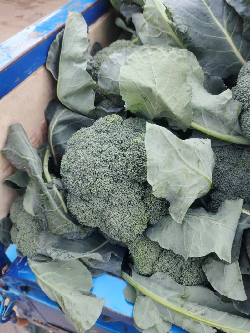 耐寒优秀西兰花，质量好，价格随行就市，欢迎前来选购