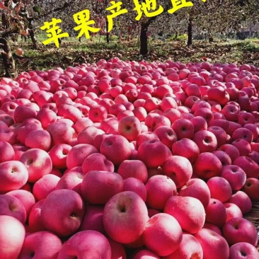 山东红富士苹果产地直销，质量好，一手货源，口感脆甜多汁