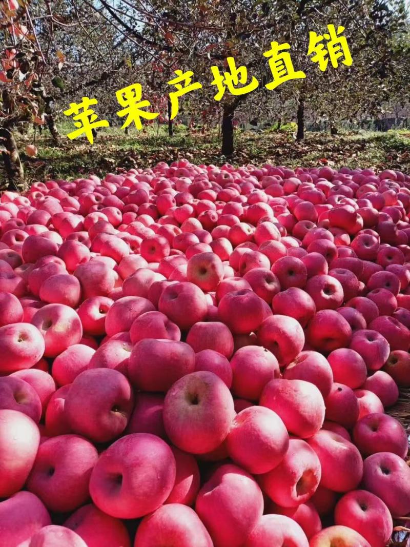 山东红富士苹果产地直销，质量好，一手货源，口感脆甜多汁
