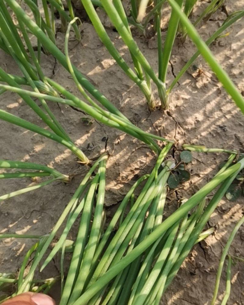 出售自家基地种植二红洋葱苗，基地基地直供洋葱苗，大量有货